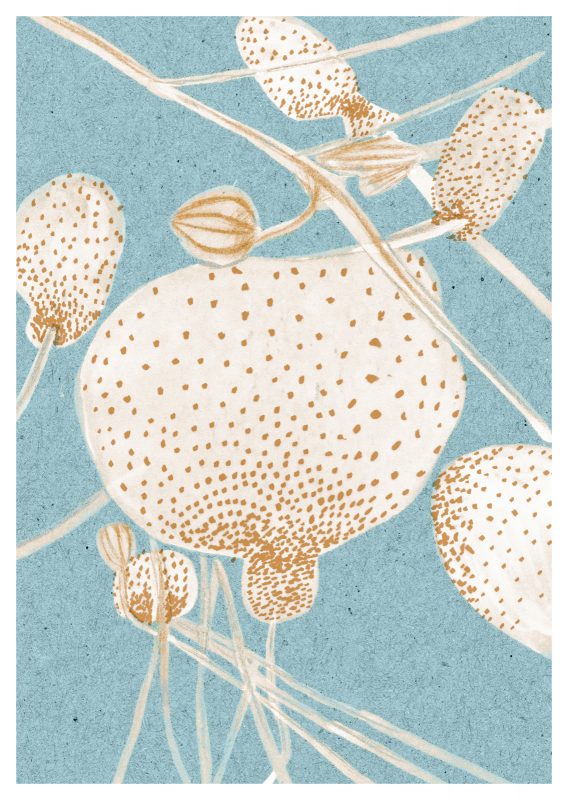 Winter - Anemone (206)